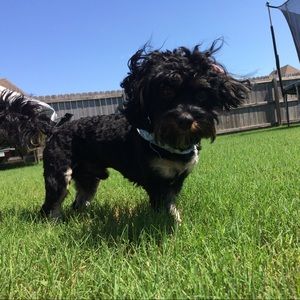 Meet your Posher, Miranda